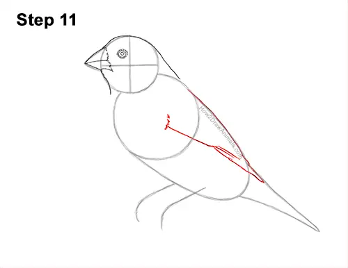 How to Draw a Lady Gouldian Rainbow Finch Bird 11
