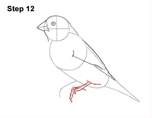 How to Draw a Lady Gouldian Rainbow Finch Bird 12