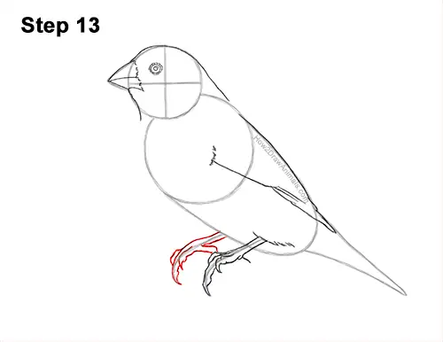 How to Draw a Lady Gouldian Rainbow Finch Bird 13