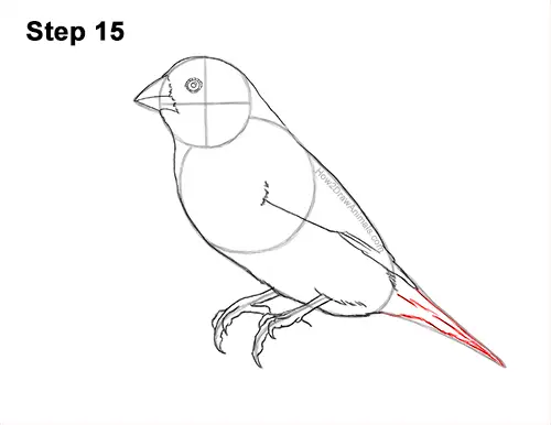 How to Draw a Lady Gouldian Rainbow Finch Bird 15