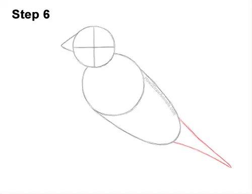 How to Draw a Lady Gouldian Rainbow Finch Bird 6