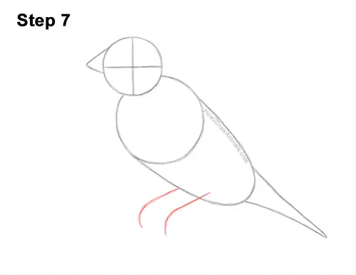 How to Draw a Lady Gouldian Rainbow Finch Bird 7