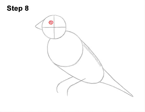 How to Draw a Lady Gouldian Rainbow Finch Bird 8