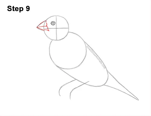 How to Draw a Lady Gouldian Rainbow Finch Bird 9