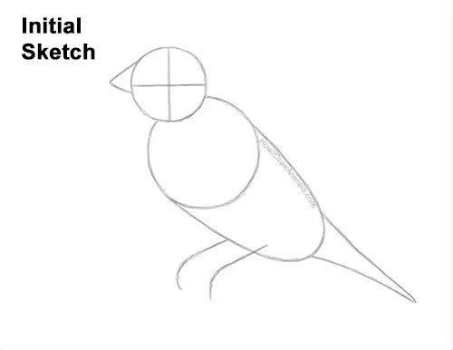 How to Draw a Lady Gouldian Rainbow Finch Bird Guides Lines