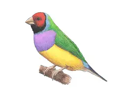 How to Draw a Lady Gouldian Rainbow Finch Bird