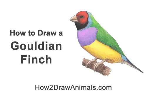 How to Draw a Lady Gouldian Rainbow Finch Bird