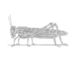 How to draw a Grasshopper