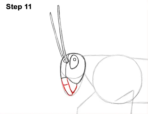 How to Draw Grasshopper Insect Bug 11