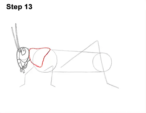 How to Draw Grasshopper Insect Bug 13