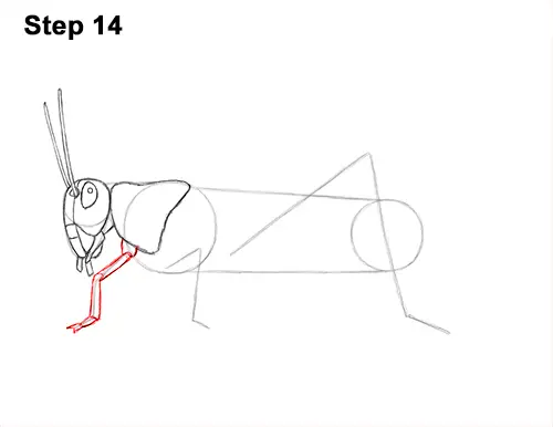 How to Draw Grasshopper Insect Bug 14