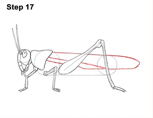 How to Draw Grasshopper Insect Bug 17