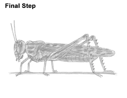 How to Draw Grasshopper Insect Bug