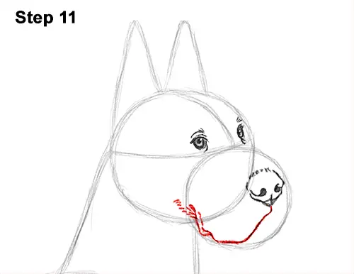 How to Draw a Tall Great Dane Dog 11