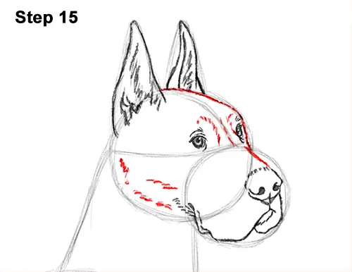 How to Draw a Tall Great Dane Dog 15
