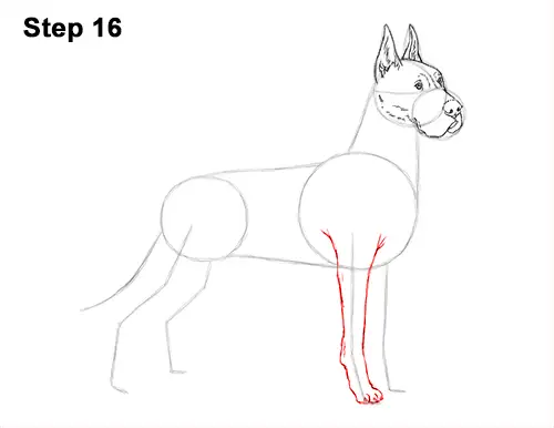 How to Draw a Tall Great Dane Dog 16