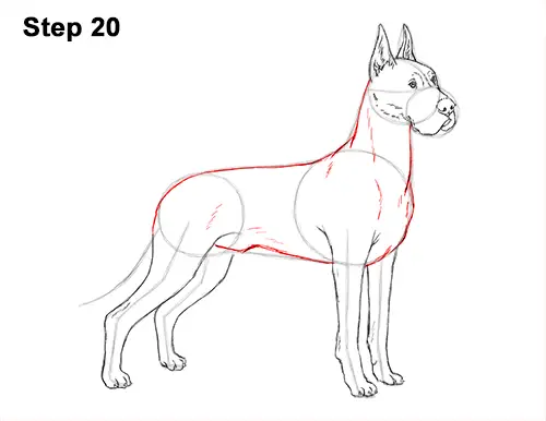 How to Draw a Tall Great Dane Dog 20