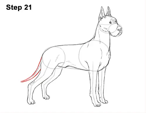 How to Draw a Tall Great Dane Dog 21