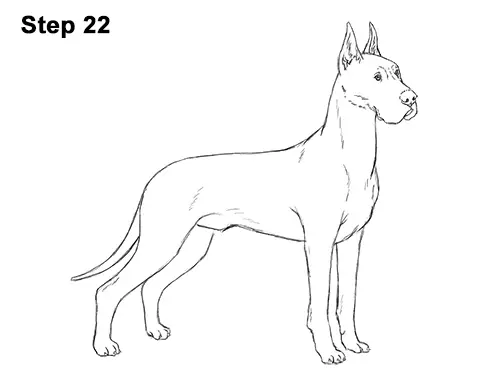 How to Draw a Tall Great Dane Dog 22