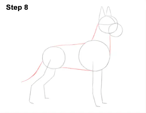 How to Draw a Tall Great Dane Dog 8