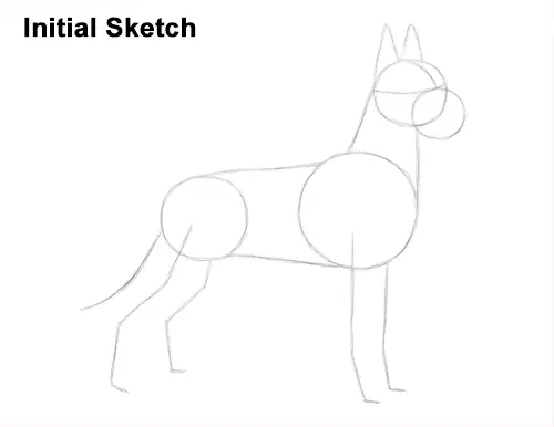 How to Draw a Tall Great Dane Dog Initial Sketch