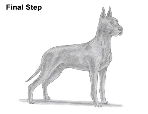 How to Draw a Tall Great Dane Dog