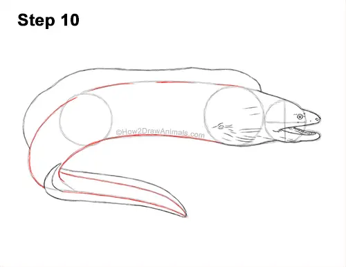 How to Draw a Green Moray Eel Side View 10
