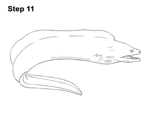 How to Draw a Green Moray Eel Side View 11