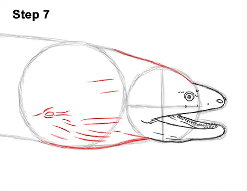 How to Draw a Green Moray Eel Side View 7