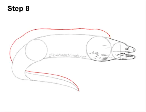 How to Draw a Green Moray Eel Side View 8