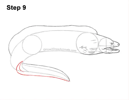 How to Draw a Green Moray Eel Side View 9