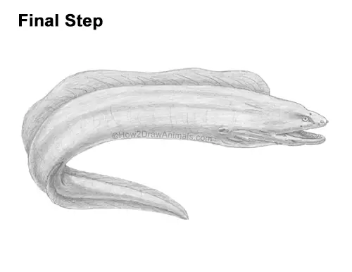 How to Draw a Green Moray Eel Side View