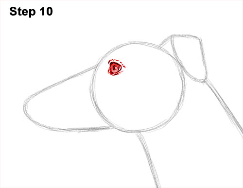 How to Draw Italian Greyhound Whippet Pupppy Dog 10