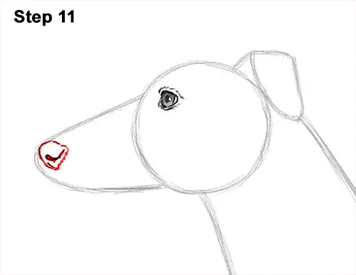 How to Draw Italian Greyhound Whippet Pupppy Dog 11