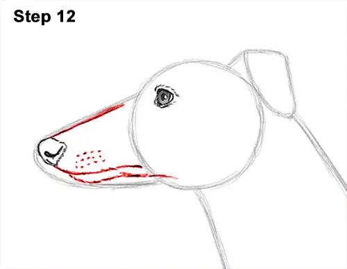 How to Draw Italian Greyhound Whippet Pupppy Dog 12