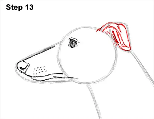 How to Draw Italian Greyhound Whippet Pupppy Dog 13