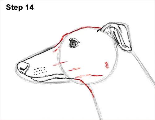 How to Draw Italian Greyhound Whippet Pupppy Dog 14