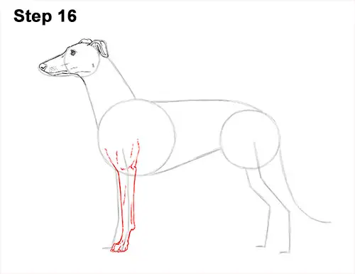 How to Draw Italian Greyhound Whippet Pupppy Dog 16