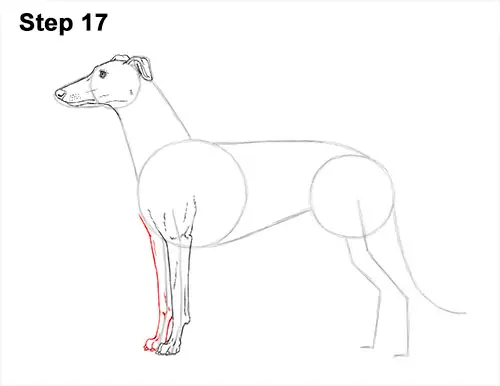 How to Draw Italian Greyhound Whippet Pupppy Dog 17