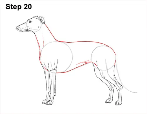 How to Draw Italian Greyhound Whippet Pupppy Dog 20