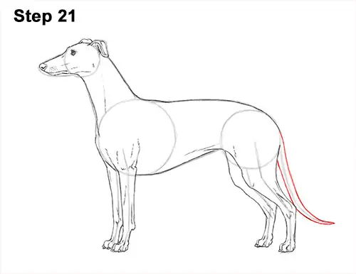 How to Draw Italian Greyhound Whippet Pupppy Dog 21