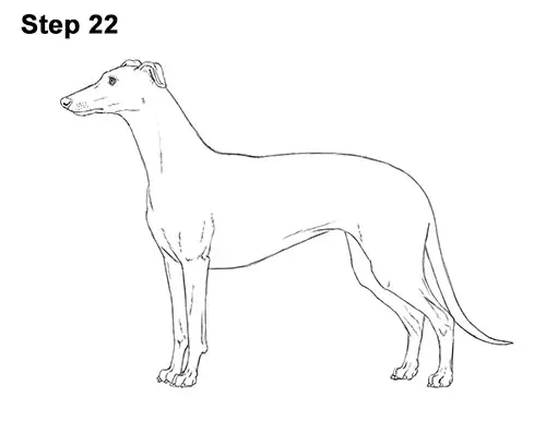 How to Draw Italian Greyhound Whippet Pupppy Dog 22