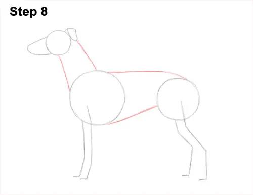 How to Draw Italian Greyhound Whippet Pupppy Dog 8