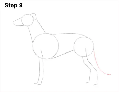 How to Draw Italian Greyhound Whippet Pupppy Dog 9