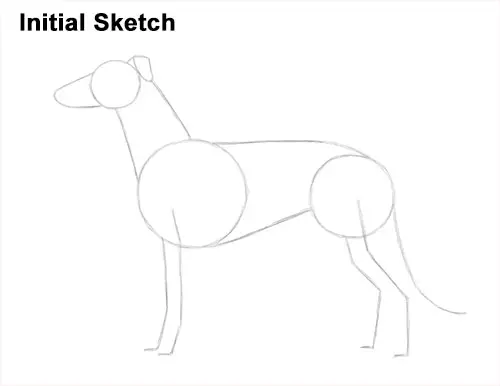 How to Draw Italian Greyhound Whippet Pupppy Dog Initial Sketch