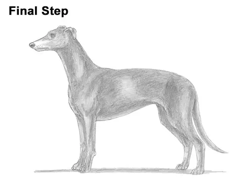 How to Draw Italian Greyhound Whippet Pupppy Dog