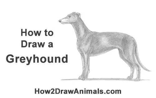 How to Draw Italian Greyhound Whippet Pupppy Dog