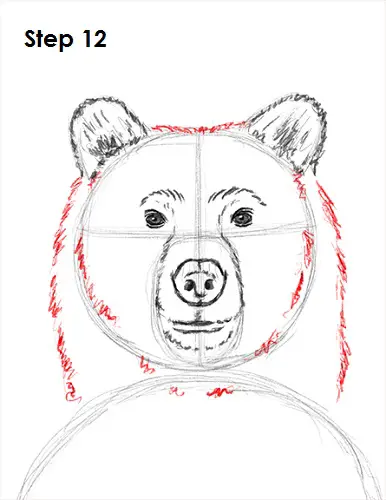 Draw Grizzly Bear 12