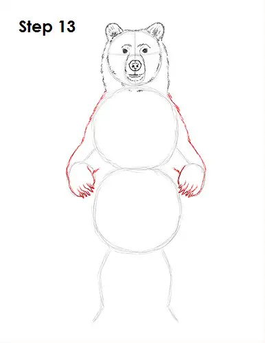 Draw Grizzly Bear 13