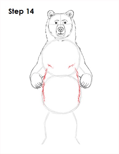 Draw Grizzly Bear 14